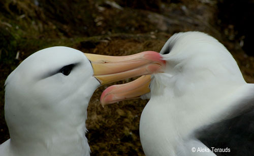 Black-browed Albatross Preening by Aleks Terauds